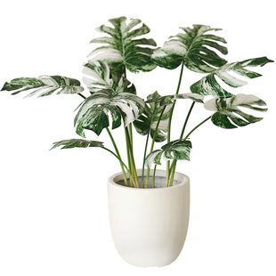 ladylike北欧ins风仿真植物盆栽摆件 室内客厅龟背叶绿植装饰盆景