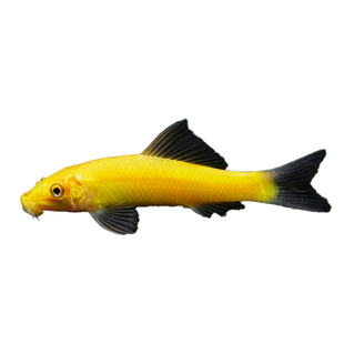 金苔鼠清洁鱼小号热带观赏鱼大号清道夫鱼缸清洁除藻活体工具鼠鱼