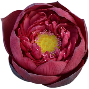 【新子夜】碗莲乌托邦-大型/可中盆池栽庭院水生花卉观赏荷花种藕