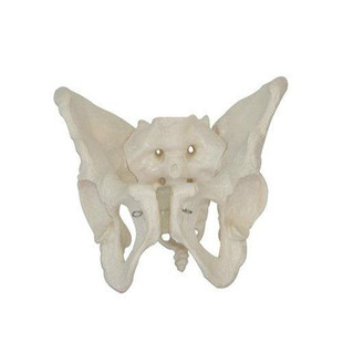 盆骨模型 小型人体骨盆模型 分娩示范教学模型桌上礼品模型 包邮