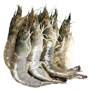 青岛大虾鲜活超大海捕大虾基围虾鲜活冷冻青虾白虾对虾海鲜水产