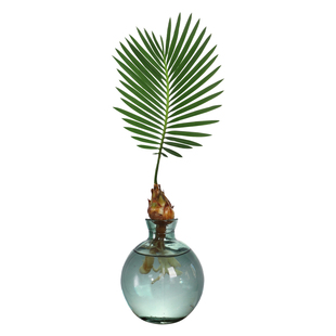 水培植物小铁树盆栽办公室内桌面创意好养易活绿植盆景一帆风顺