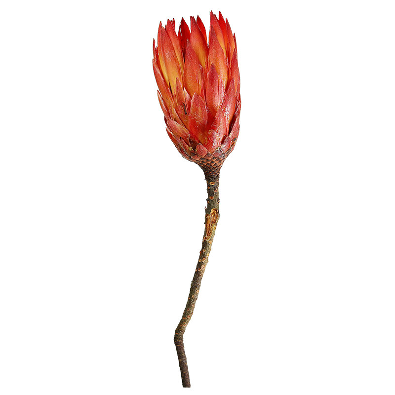 北欧天然雪莲花干花真花进口花红色美式轻奢客厅装饰永生花公主花