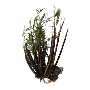 小姬竹叶石斛丛苗室内窗台绿植盆栽观赏药用浓香寄生兰花香石斛缘