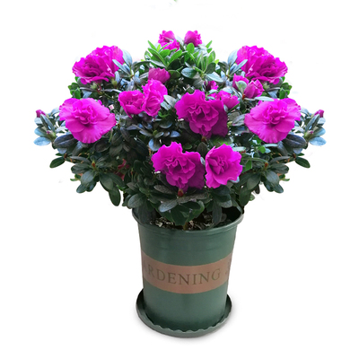 紫色比利时杜鹃花盆栽四季带花苞