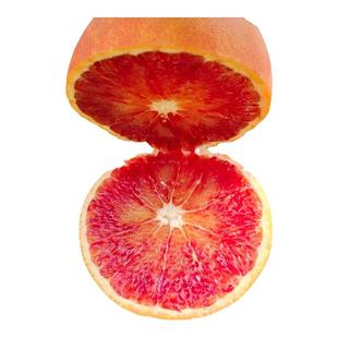 血橙果苗橙子树苗赣南脐橙冰糖果冻橙当年结果嫁接果树南北方种植