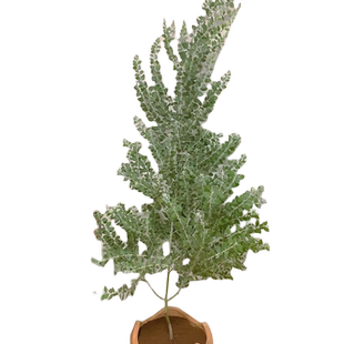 银叶金合欢盆栽大型绿植室内阳台客厅名贵树苗盆景别墅庭院好养活