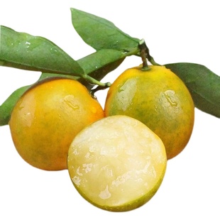 广西融安脆蜜金柑5斤第三代脆蜜金桔一级大果现摘新鲜水果礼盒装