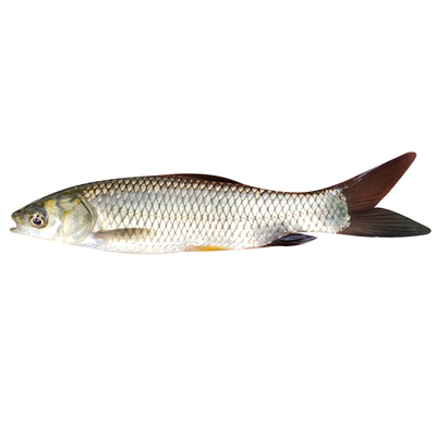 胖头花鲢白鲢草鱼乌青苗养殖食用