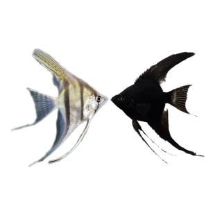 燕子鱼神仙鱼秘鲁鱼红头三色热带观赏鱼好养耐活淡水草缸鱼天使鱼