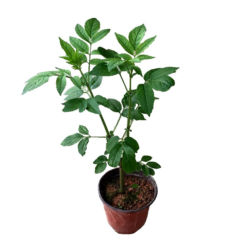 中草药种苗 50种乡间药材盆栽绿植原杯原泥发货树苗种植苗包邮