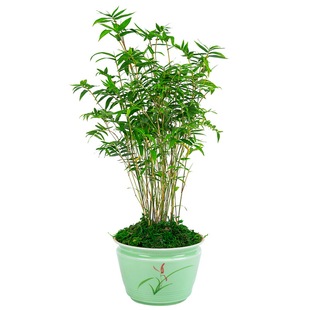 水培米竹室内盆栽植物水养观音竹富贵竹南天竹客厅懒人高级感绿植