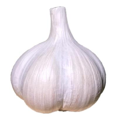 25年苍山大蒜头老品种笨蒜