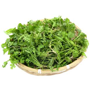 现挖新鲜野生荠荠菜5斤3新鲜馄饨饺子馅野菜地丁菜菱角芨芥菜陕西