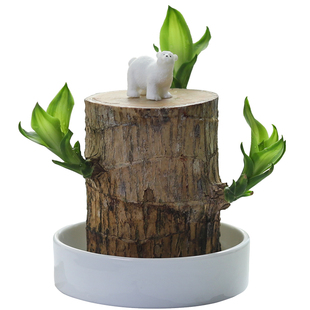 巴西木水养室内幸运木开花绿植室内好养水培植物盆栽带芽四季常青