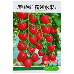 查尔斯顿 粉领水果小番茄种子粉红樱桃番茄四季水果千禧圣女果