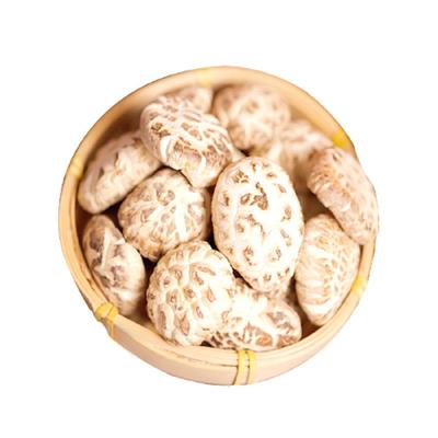 诗经贡山珍神农房县花大香菇蘑菇