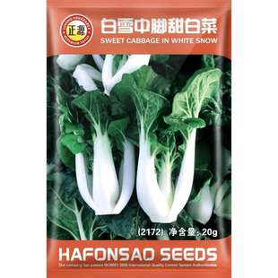 正源白雪中脚甜奶白菜种子种籽小青菜秋季籽种蔬菜孑菜籽矮脚白
