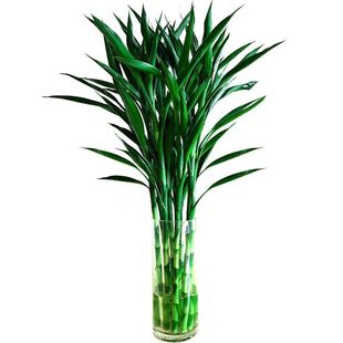 招财竹细叶富贵竹招财四季常青卧室客厅净化空气桌面植物水培绿植