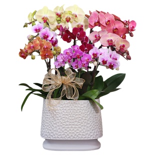蝴蝶兰【彩花】带花带盆组好伴手礼送礼茶桌婚礼工位美化装饰