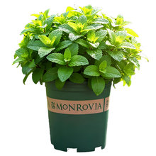 【寒彬暖郁园艺旗舰店】薄荷迷迭香百里香盆栽阳台庭院新鲜植物