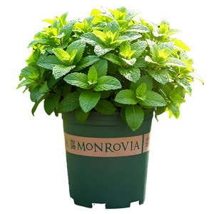 【寒彬暖郁园艺旗舰店】薄荷迷迭香百里香盆栽阳台庭院新鲜植物