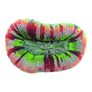 开放脑油彩八字脑糖果脑珊瑚海水鱼缸海水鱼活体LPS脑珊瑚活体鱼