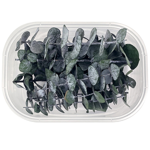 尤加利叶永生干花diy材料包桉树叶相框粘花盒装ins小清新摆件