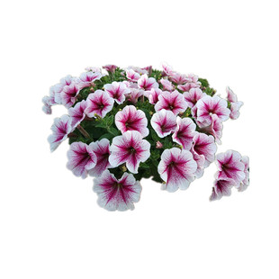 重瓣矮牵牛盆栽带花星空大苗阳台庭院垂吊植物花卉花期长牵牛花苗