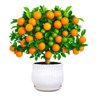 四季金桔树苗盆栽客厅招财植物室内外小橘子盆景带果可食用年宵花