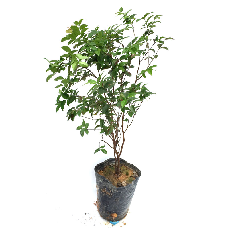 嘉宝果树苗葡萄沙巴庭院种植
