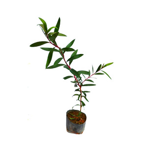 串钱柳树苗垂枝红千层苗金宝树红瓶刷红花树苗庭院别墅绿化树苗