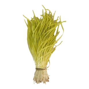 新鲜头茬黄韭菜包邮深州特产韭黄蔬菜肉丁饺子馅现割京津冀次日达