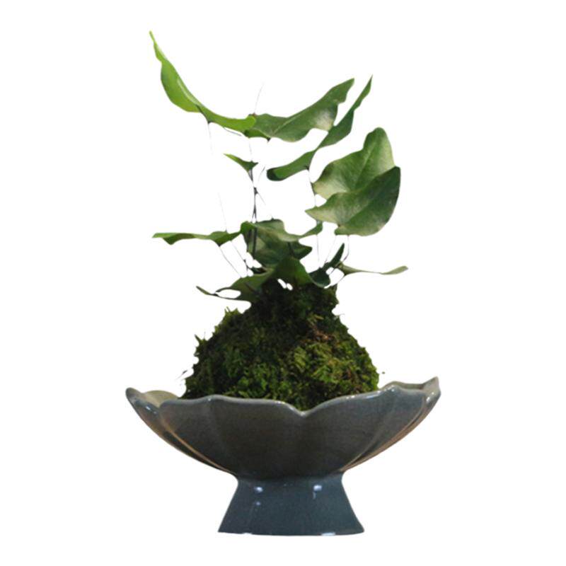 苔玉球苔藓球心愿蕨茶桌办公室水培创意趣味绿植蕨类盆景盆栽好养