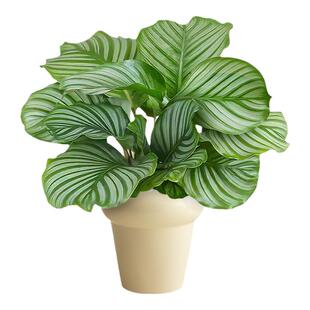 青苹果竹芋盆栽室内净化空气办公室桌面植物常青好养活室内