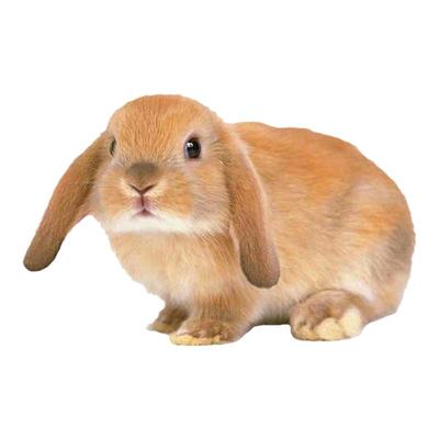 血统德英系安哥拉兔道奇盖脸猫猫