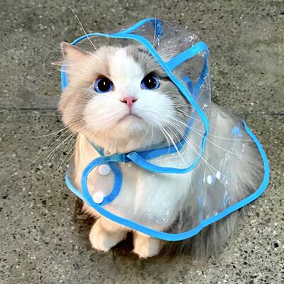 猫咪透明雨衣斗篷小猫衣服透明雨披雨帽防水加厚宠物外出四季通用