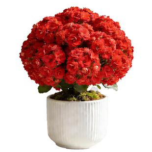 长寿花重瓣大花花苗盆栽四季鲜花开花卉带花苞室内阳台好养绿植物