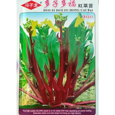 多子多福红菜苔种子紫红菜心种籽春秋季阳台蔬莱孑四季菜心青菜籽