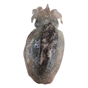 3斤舟山本地墨鱼鲜活超大乌贼新鲜冷冻目鱼东海八爪章鱼海鲜水产