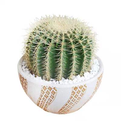 金虎仙人球实生大号高端金琥