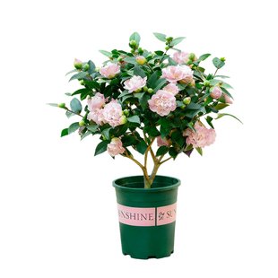 香妃山茶花盆栽带花苞室内阳台适合室外开花植物绿植四季花卉树苗