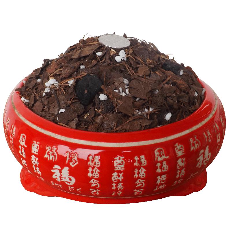 君子兰花土兰花专用土松树皮兰科多肉有机肥腐叶土花卉绿植专用土