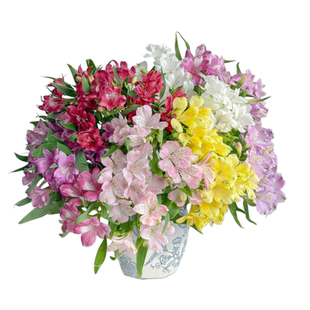 A 级水仙百合鲜切花 云南基地直发 混色六出花超长花期顺丰包邮