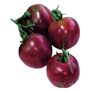 紫玉番茄西红柿种子寿光蔬菜种子紫西红柿种孑籽四季盆栽春季阳台