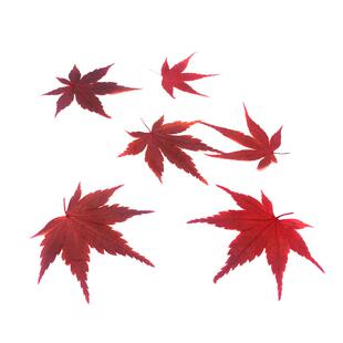 【千牛优福】新鲜红枫叶30片/盒 枫树叶子 西餐日料冷菜摆盘点缀