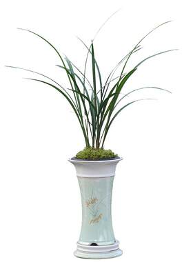 细叶寒兰叶彩飘逸兰花绿植好养
