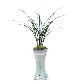 兰花苗细叶寒兰秋冬带花苞浓香型室内绿植花卉盆栽好养