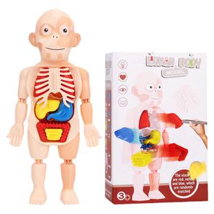 人体器官科教模型儿童医学可拆仿真内脏解剖人体结构科普早教玩具