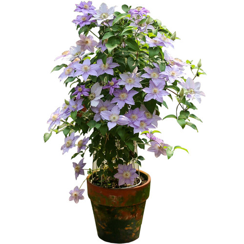 【5加】铁线莲四季开花拱门爬藤阳台庭院倒影新幻乌托邦无花无苞